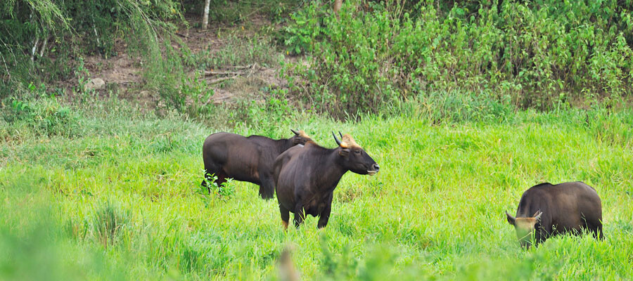 Gaur Cat Tien National Park Orig