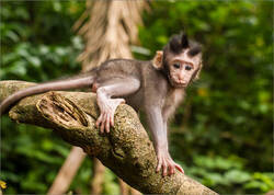 Phu Quoc Monkey 1