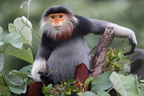 Red Shanked Langur 1 Orig