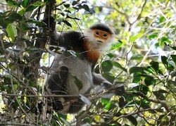 The Gray Shanked Douc Langur 2